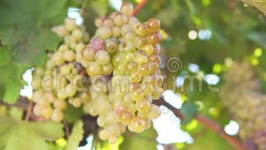 一串葡萄，葡萄藤上的白葡萄.. 葡萄藤上成熟的葡萄，用来酿造白葡萄酒